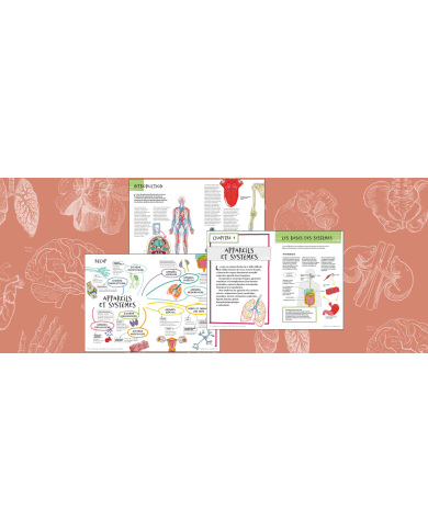 Les bases de l'anatomie en 70 notions illustrées Les bases de l'anatomie en 70 notions illustrées