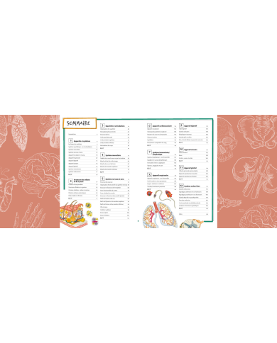 Les bases de l'anatomie en 70 notions illustrées Les bases de l'anatomie en 70 notions illustrées