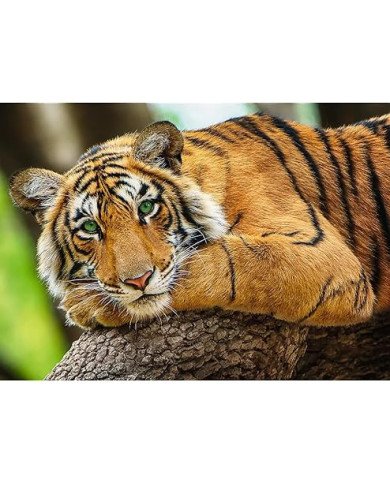 Puzzle 500PCS Tigre