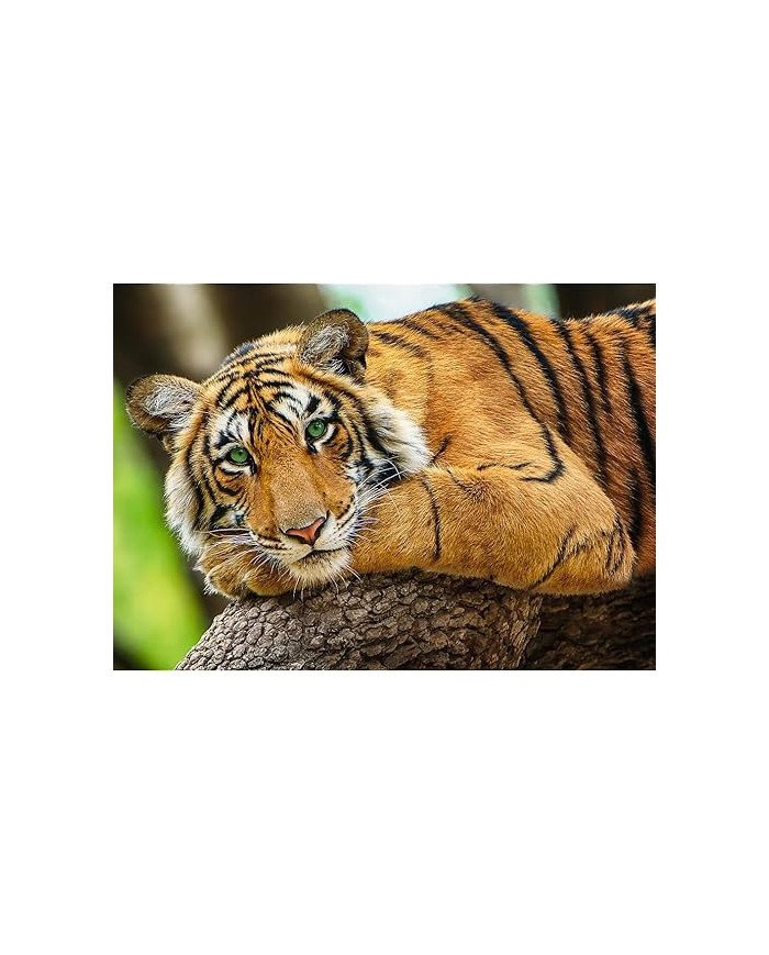 Puzzle 500PCS Tigre