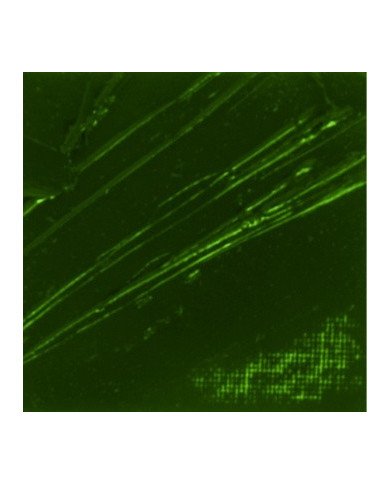 Huile Fine XL Studio 37ML Terre Verte 44 PEBEO