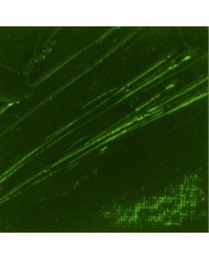 Huile Fine XL Studio 37ML Terre Verte 44 PEBEO